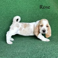 Rose, a female Basset Hound for sale in Nicholls, GA – Photo 2 of 7