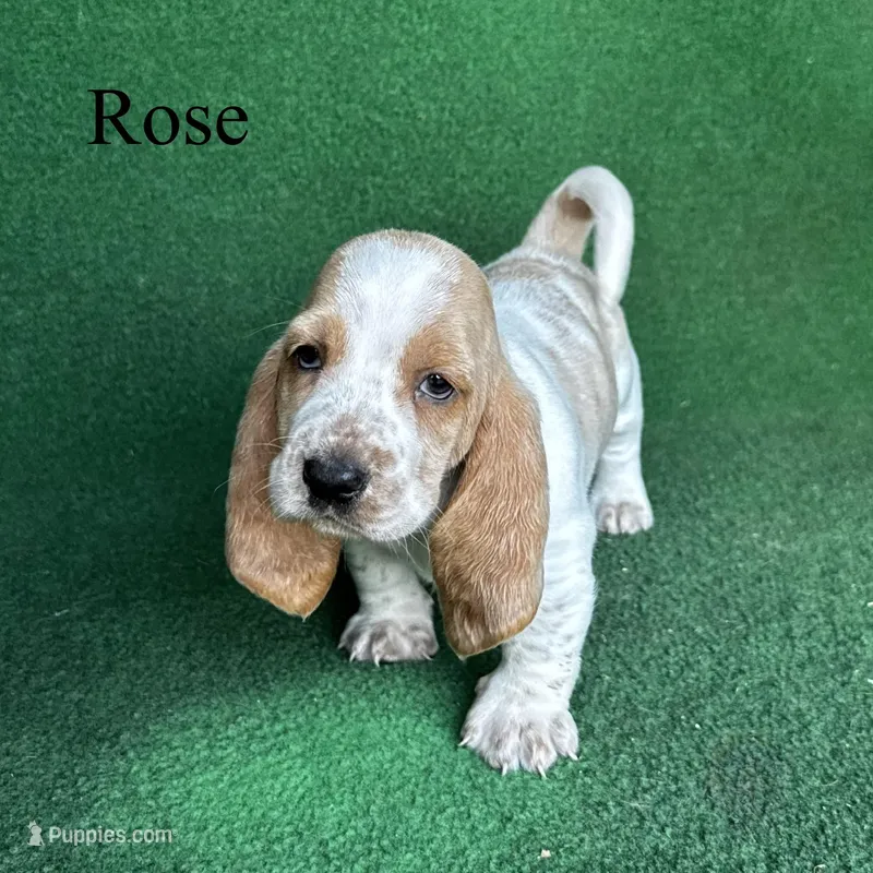 Rose – Basset Hound puppy for sale in Nicholls, GA