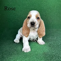 Rose, a female Basset Hound for sale in Nicholls, GA – Photo 6 of 7