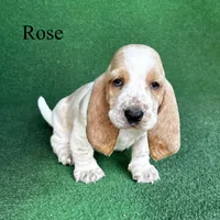 Rose, a female Basset Hound for sale in Nicholls, GA – Photo 5 of 7