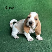 Rose, a female Basset Hound for sale in Nicholls, GA – Photo 3 of 7