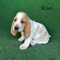 Rose, a female Basset Hound for sale in Nicholls, GA – Photo 7 of 7