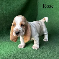 Rose, a female Basset Hound for sale in Nicholls, GA – Photo 4 of 7