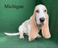 Michigan, a male Basset Hound for sale in Nicholls, GA – 2 of 10