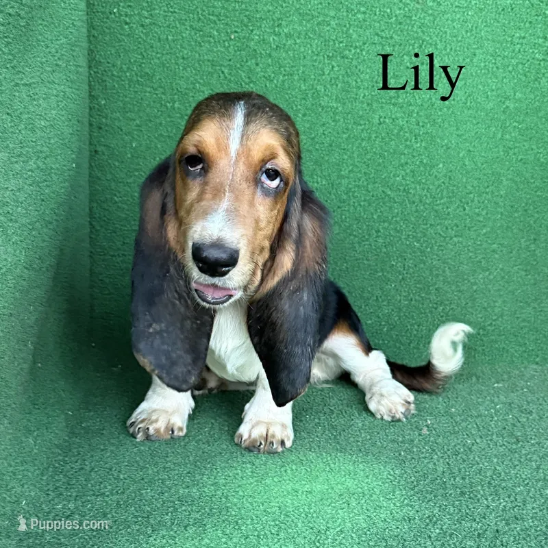 Lily - Long Hair – Basset Hound puppy for sale in Nicholls, GA