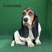 Louisiana, a female Basset Hound for sale in Nicholls, GA – 2 of 7