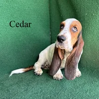 Cedar, a male Basset Hound for sale in Nicholls, GA – 2 of 10
