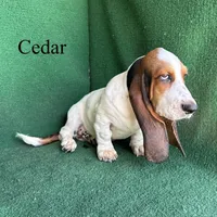 Cedar, a male Basset Hound for sale in Nicholls, GA – 9 of 10