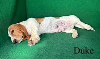 Duke, a female Basset Hound for sale in Nicholls, GA – 2 of 4