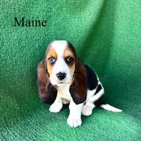 Maine - Long Hair, a female Basset Hound for sale in Nicholls, GA – Photo 5 of 7