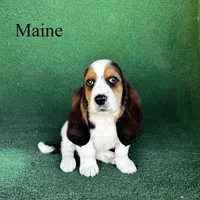 Maine - Long Hair, a female Basset Hound for sale in Nicholls, GA – Photo 3 of 7