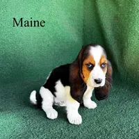 Maine - Long Hair, a female Basset Hound for sale in Nicholls, GA – Photo 4 of 7