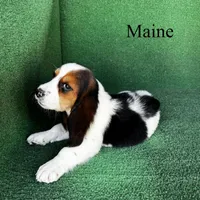 Maine - Long Hair, a female Basset Hound for sale in Nicholls, GA – Photo 6 of 7