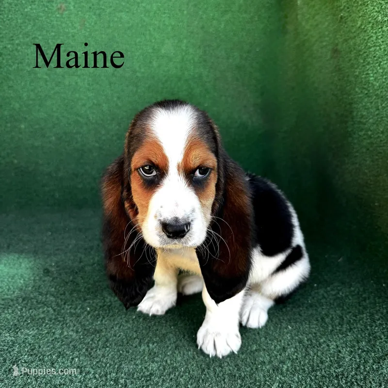 Maine - Long Hair – Basset Hound puppy for sale in Nicholls, GA