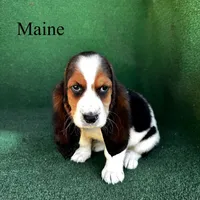 Maine - Long Hair, a female Basset Hound for sale in Nicholls, GA – Photo 1 of 7