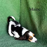 Maine - Long Hair, a female Basset Hound for sale in Nicholls, GA – Photo 2 of 7