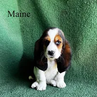 Maine - Long Hair, a female Basset Hound for sale in Nicholls, GA – Photo 7 of 7
