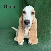 Birch, a male Basset Hound for sale in Nicholls, GA – 6 of 9