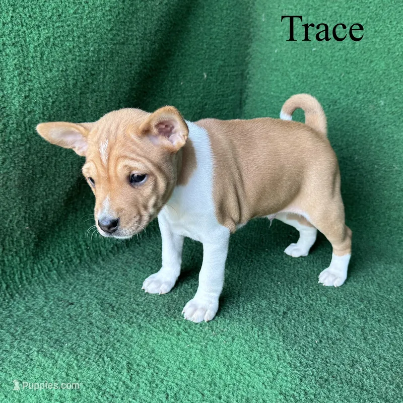 Trace