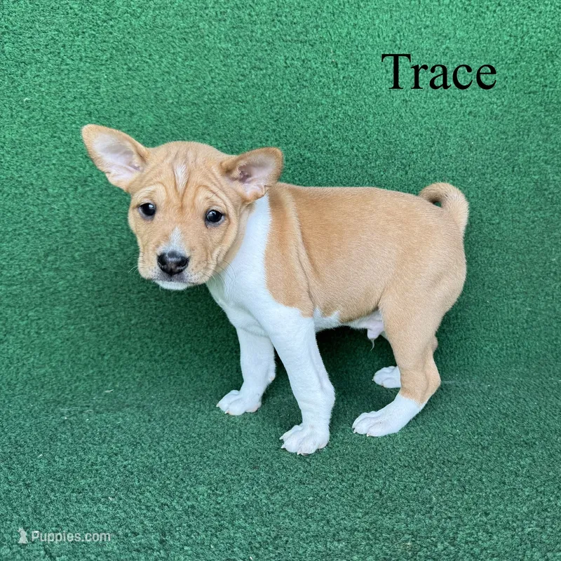 Trace