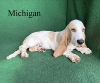 Michigan, a male Basset Hound for sale in Nicholls, GA – 7 of 10