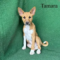 Tamara, a female Basenji for sale in Nicholls, GA – Photo 6 of 10