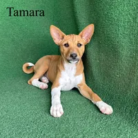 Tamara, a female Basenji for sale in Nicholls, GA – Photo 7 of 10