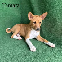 Tamara, a female Basenji for sale in Nicholls, GA – Photo 3 of 10