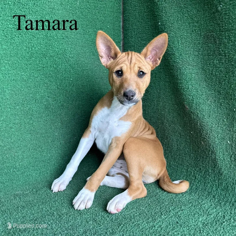 Tamara, a female Basenji for sale in Nicholls, GA – Photo 1 of 10