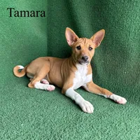 Tamara, a female Basenji for sale in Nicholls, GA – Photo 2 of 10