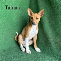 Tamara, a female Basenji for sale in Nicholls, GA – Photo 8 of 10