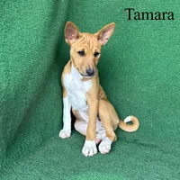 Tamara, a female Basenji for sale in Nicholls, GA – Photo 4 of 10