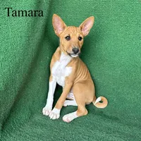 Tamara, a female Basenji for sale in Nicholls, GA – Photo 9 of 10