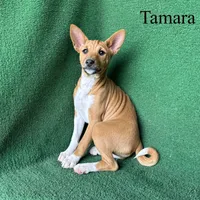Tamara, a female Basenji for sale in Nicholls, GA – Photo 10 of 10