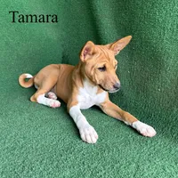 Tamara, a female Basenji for sale in Nicholls, GA – Photo 5 of 10