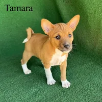 processed/6cd43073-9ed5-422a-882c-cc4f6ade8ac7/listing/3088eb9a-8ff8-4cf0-8fb0-91e89fc96ee9/a1a477b3-5464-43ec-9416-4c283588dc7d