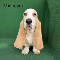 Michigan, a male Basset Hound for sale in Nicholls, GA – 6 of 10