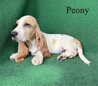 Peony, a female Basset Hound for sale in Nicholls, GA – 4 of 10