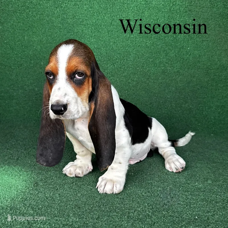 Wisconsin  – Basset Hound puppy for sale in Nicholls, GA