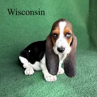 Wisconsin , a male Basset Hound for sale in Nicholls, GA – Photo 2 of 5