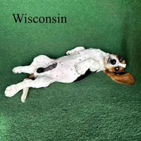 Wisconsin , a male Basset Hound for sale in Nicholls, GA – Photo 4 of 5