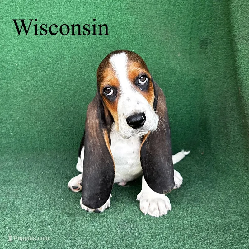 Wisconsin  – Basset Hound puppy for sale in Nicholls, GA