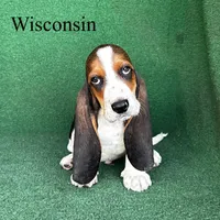 Wisconsin , a male Basset Hound for sale in Nicholls, GA – Photo 1 of 5