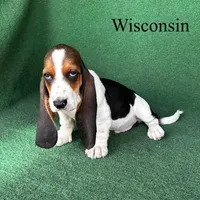 Wisconsin , a male Basset Hound for sale in Nicholls, GA – Photo 5 of 5