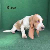Rose, a female Basset Hound for sale in Nicholls, GA – 6 of 10