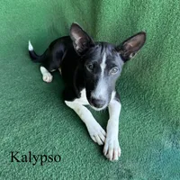 Kalypso, a female Basenji for sale in Nicholls, GA – 2 of 9