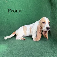 Peony, a female Basset Hound for sale in Nicholls, GA – 10 of 10
