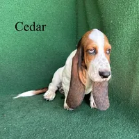 Cedar, a male Basset Hound for sale in Nicholls, GA – 10 of 10