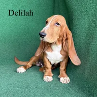 Delilah, a female Basset Hound for sale in Nicholls, GA – 8 of 10