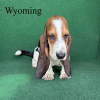 Wyoming, a male Basset Hound for sale in Nicholls, GA – 10 of 10